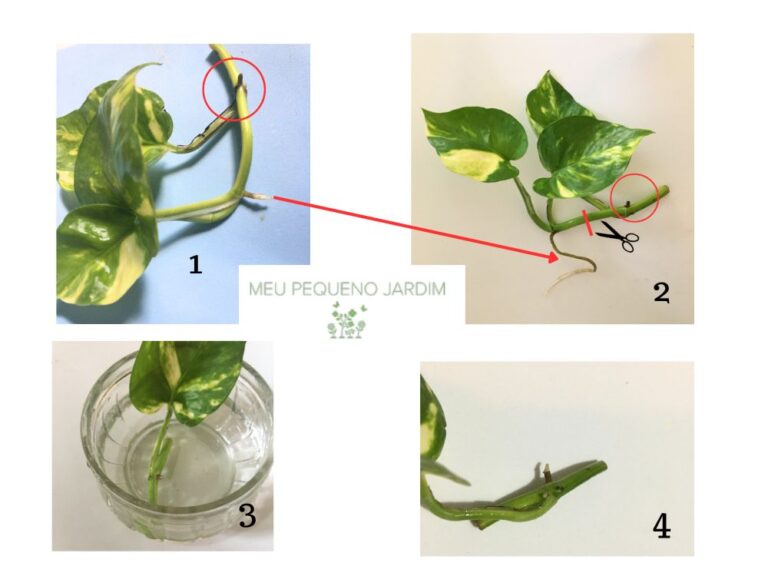 Planta jiboia na água dicas essenciais para o sucesso no cultivo