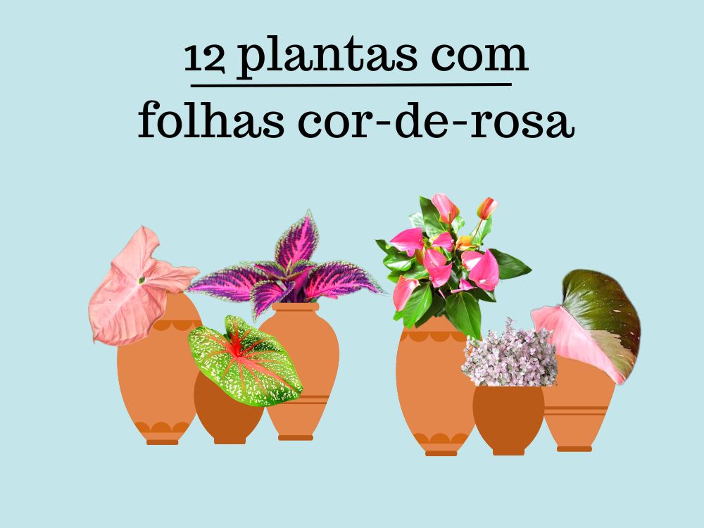 Conheça 12 plantas com folhas cor de rosa para ter em casa.