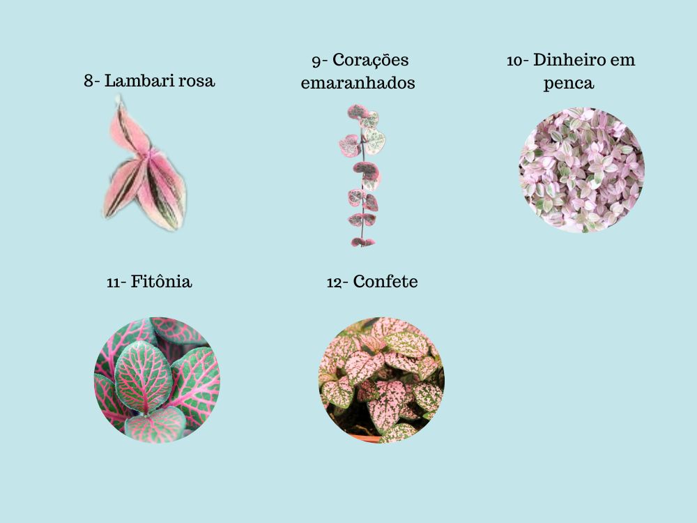 Conheça 12 plantas com folhas delicadas na cor rosa para ter em casa.