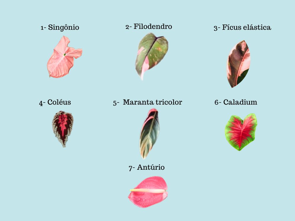 Conheça 12 plantas com folhas grandes  na cor rosa para ter em casa.