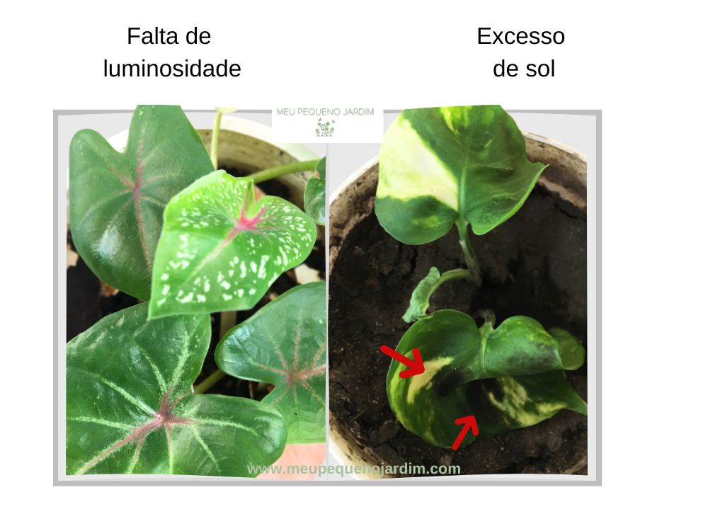 Consequências da iluminação inadequada nas plantas.