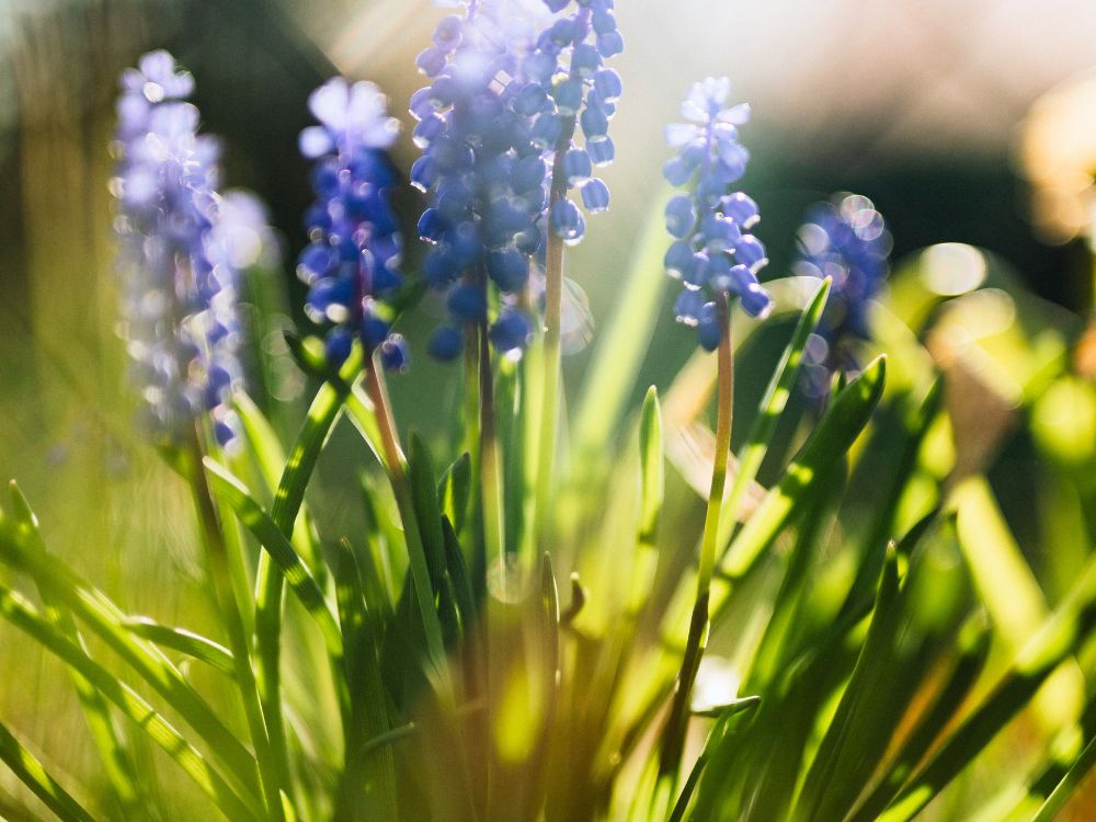 Melhores plantas de sol para jardim vertical