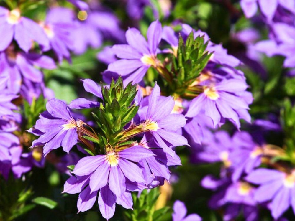 Planta de sol com flores para jardim vertical