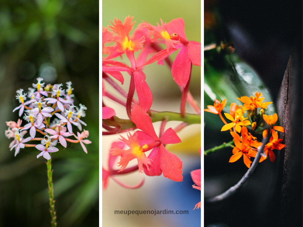 Fotos de orquídeas epidendrum. Orquídeas epidendrum rosa e laranja.
